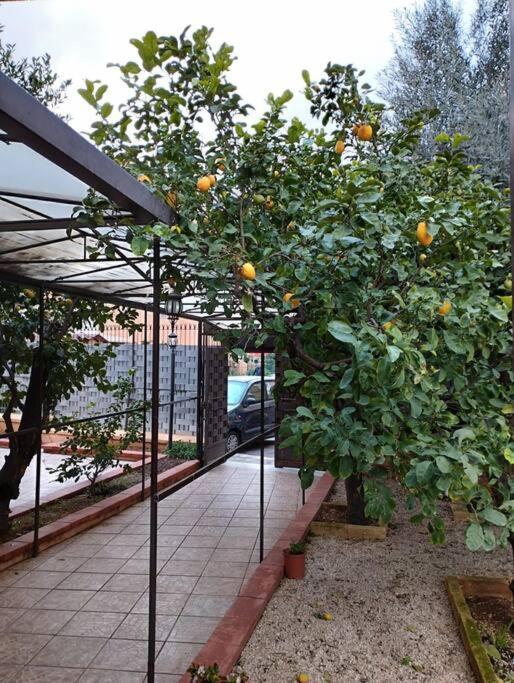 La Casetta Dei Limoni Palermo Esterno foto
